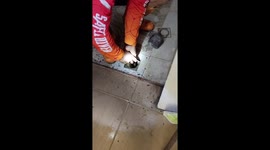 Wild python yanked out of drain in family's kitchen