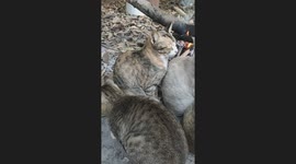 Pet cats cuddle round campfire as cool temperatures cause a chill