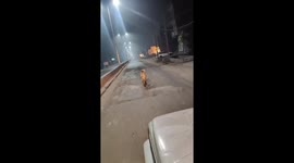 Residents panic seeing Cheetah wandering the streets
