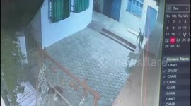 Pet dogs protect family home by fighting off king cobra