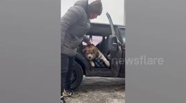 Chubby overweight dog weighing 143lbs can barely get out of car and walk into fat camp