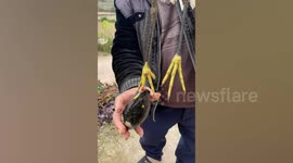 Kindhearted passersby rescues egret with foot stuck in river clam and treats its wound
