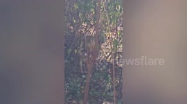 Stray dog with its head stuck in container for 10 days finally rescued