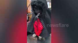 Pet cat wears costumes at makeup shop in Thailand