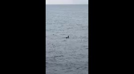 Orca Pod