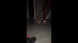 Sleeping Golden Retriever looks like a giant frog