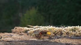 Spectacular Fight Between Hornet And Yellow Jacket