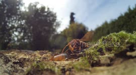 Honey Bees, Wasps, Field Wasps, And Hornets Gather At Drinking Trough