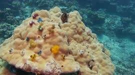Christmas Tree Worms
