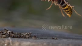 Hornet Hurls Ants Into Air