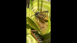 Venus Flytrap Devours Wasp