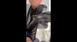 Miniature Dachshund Burrows In Boxers