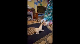 Exclusive- Jack Russell Christmas chaos: Five Terriers unwrap holiday magic