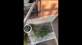 Man scares brother with stick after being locked out in Buenos Aires, Argentina