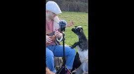 Musician plays guitar with a herd of goats in Neuvillette-en-Charnie, France