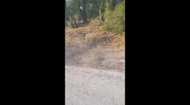 Man Yells At Mountain Lion To Go Home