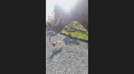 Jack Russell Takes Horse For Walk