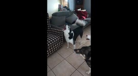 Thirteen Huskies Howl Together