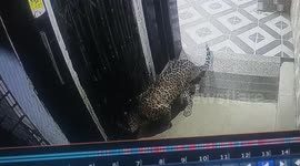 Leopard rescued after straying into residential area