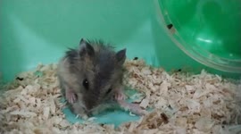 Close up view of tiny hamster grooming its hair