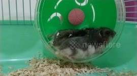 funny video of both dwarf hamsters running on one wheel together