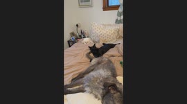 Stoic Cat Endures Dog Tail