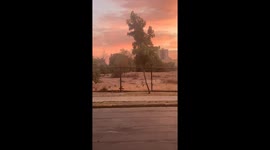 Wild Rabbits Frozen in Place