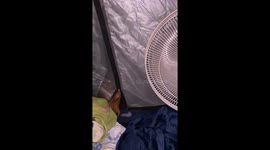 Golden Retriever sneaks into tent with owner on camping trip