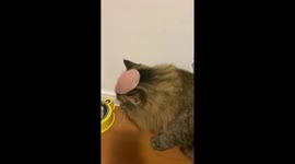 Clumsy pet cat has silicone nipple cover stuck on head
