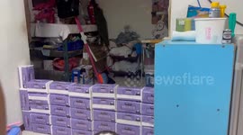 Cats jump over pack of tissues