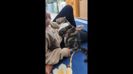 My cute cat gives me a belly massage after a hard-working day
