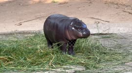 World's favourite hippo