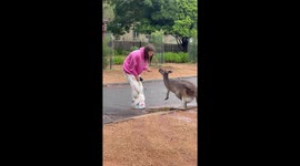 Meeting a Mama Kangaroo and Its Baby