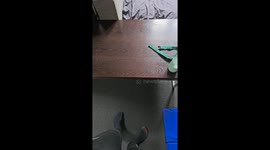 Dog and Cat Nap Together