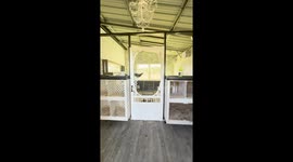 Chicken Plays on Swing in Its Coop