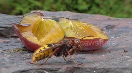 Hornets Prey on Wasps in Slow Motion