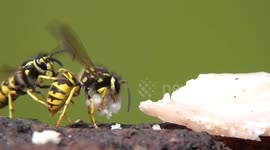 Slow Motion Footage of Wasps Feeding