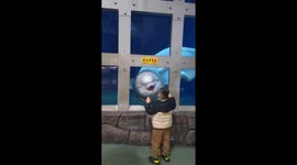 Playful beluga whale fails to scare fearless boy in China