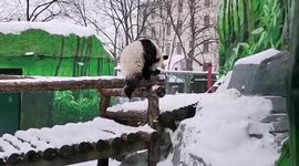 Adorable panda cub joyfully frolics in snow while attempting to balance on log