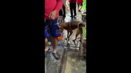 Pet dog helps on market stall by carrying money in bucket