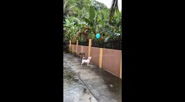Pet dog does keepy uppy with a balloon