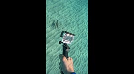 angry Octopus grabs camera and shoots ink at pursuing diver
