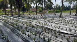 Sowing hope in Sri Lanka -- how Chinese agricultural expertise is revolutionizing fruit production