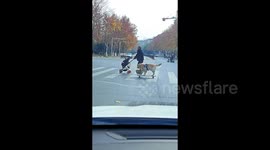 Skateboarding Golden Retriever Turns Heads on Nanjing Streets