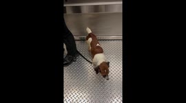 Nervous pet puppy looks baffled riding lift