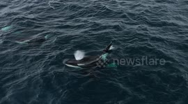 Pod of killer whales spotted on Newport Beach, California