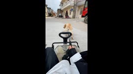 Woman falls after being pulled by dog in Hubei, China