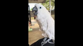 Cockatoo Has a Laughing Attack