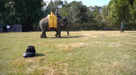 Elephants Play Football,participate in beauty contest during 18th Chitwan Elephant Festival in Nepal