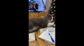 Glass Table Reveals the Secret Behind the Cat Loaf Pose – It's Purrfection